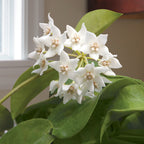 Hoya calycina (Hoya species)