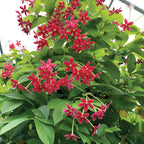 Rangoon Creeper (Quisqualis indica)