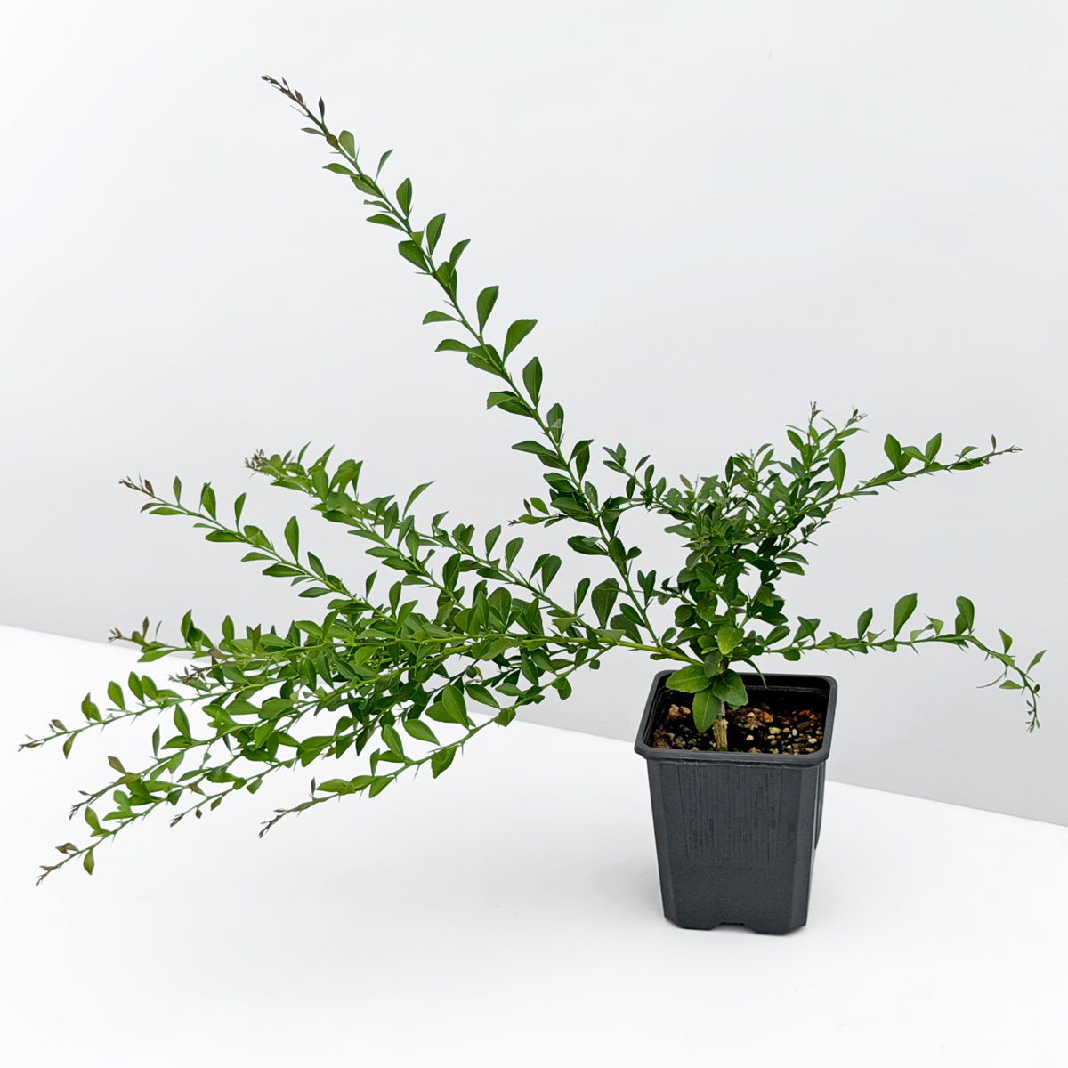 Red Australian Finger Lime Tree ‘Red Champagne’ 4" pot