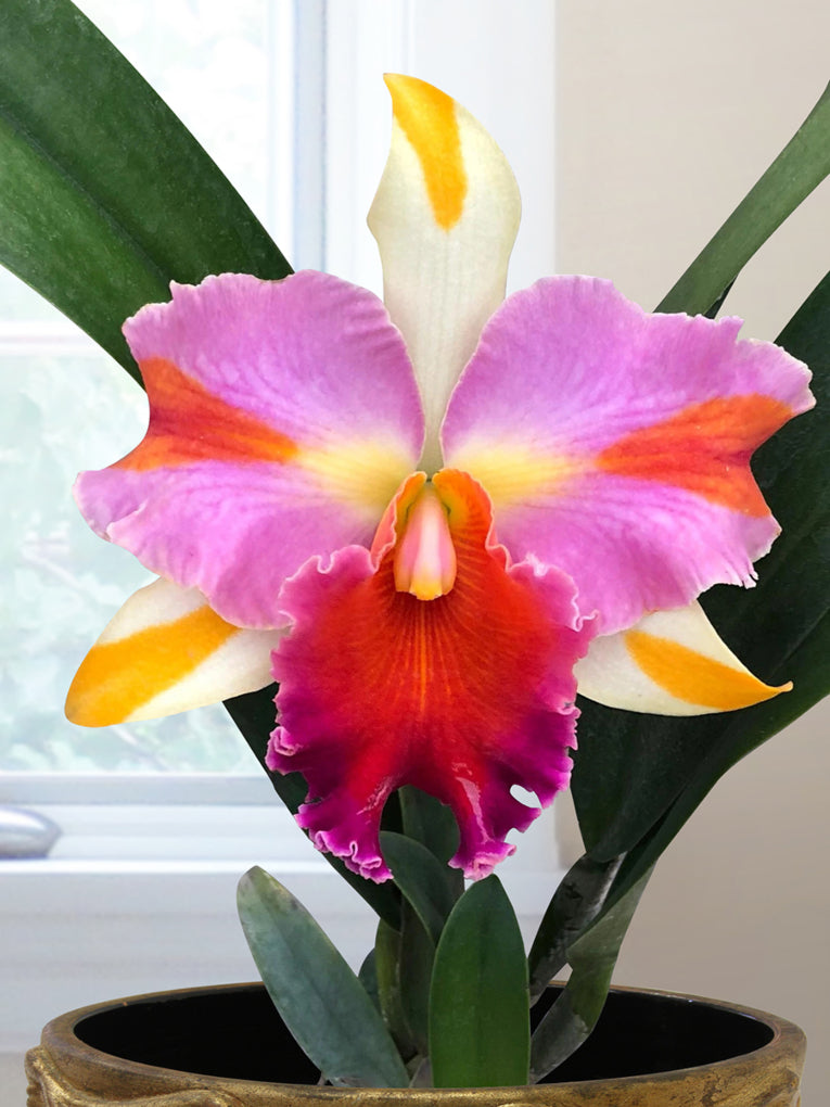 Rlc Orchid Amazing Thailand (Rhyncholaeliocattleya hybrid)