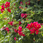 Red Panama Rose (Rondeletia strigosa)