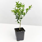 Australian Finger Lime Tree 'Russell River'