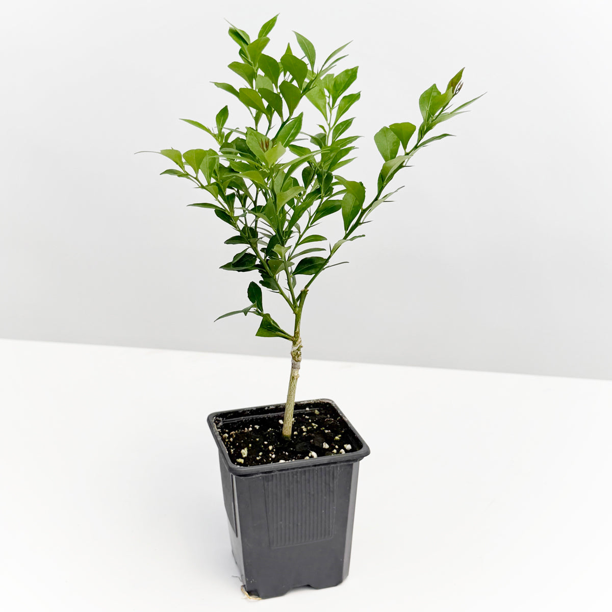 Australian Finger Lime Tree 'Russell River'