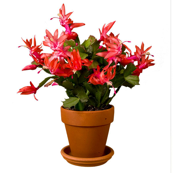 Holiday Cactus ‘Thor Alice’ (Schlumbergera hybrid)