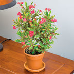 Crown of Thorns ‘Golden Gem’ (Euphorbia milii splendens)