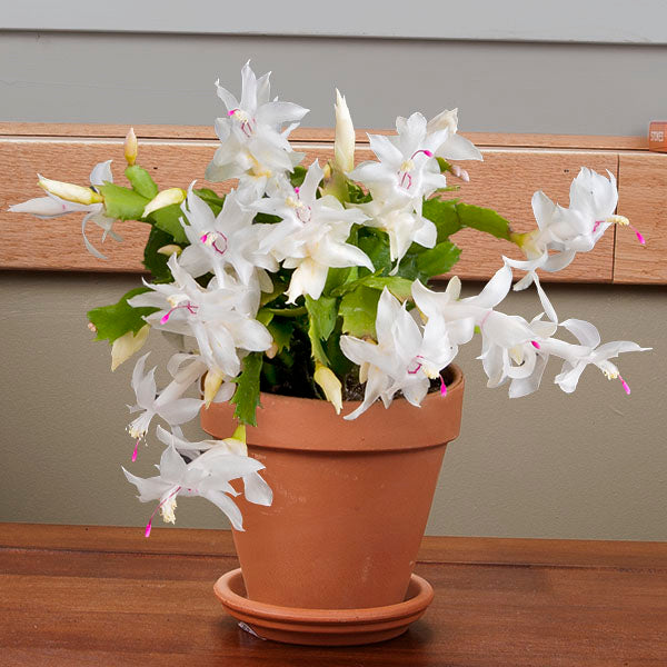 Holiday Cactus Thor Britt