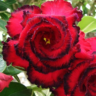 Desert Rose ‘Double Black Asia’ (Adenium hybrid)