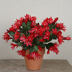 Easter Cactus Set 'Scorpius', ‘Colomba’ and ‘Sirius’ PP