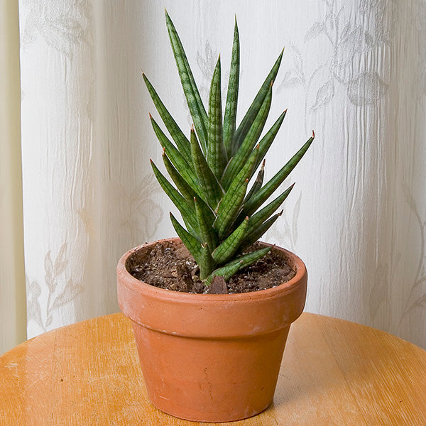 Sansevieria Francissi ‘Spiky’ (Sansevieria hybrid)