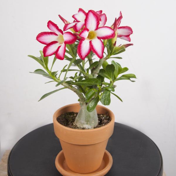 Desert Rose ‘Red Picotee’ (Adenium obesum)