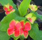 Crown of Thorns ‘Flame of the Forest’ (Euphorbia milii hybrid)