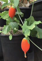 Cephalopentandra (Cephalopentandra ecirrhosa)