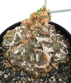 Cephalopentandra (Cephalopentandra ecirrhosa)