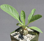 Cephalopentandra (Cephalopentandra ecirrhosa)