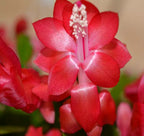 Holiday Cactus ‘Coral Red’ (Schlumbergera hybrid)
