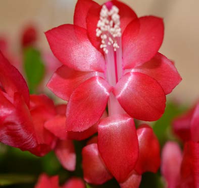 Holiday Cactus ‘Coral Red’ (Schlumbergera hybrid)