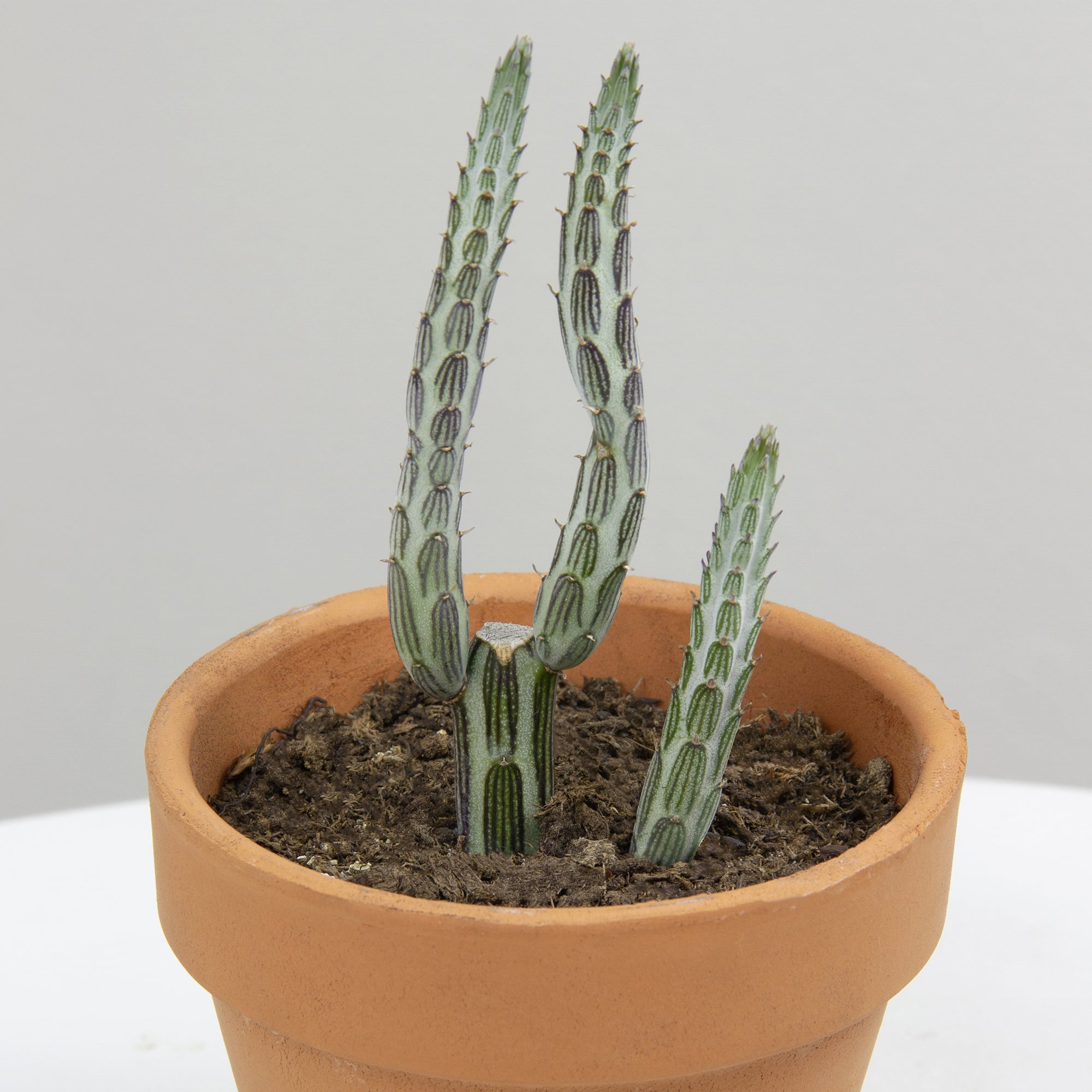 Pickle Plant Senecio (Senecio stapeliiformis)