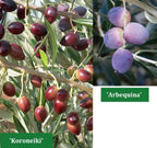 Set of Olives ‘Arbequina’ and Koroneiki’