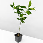 Blood Orange Tree ‘Smith Red’ 4" pot