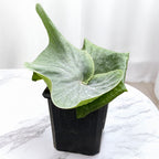 Staghorn Fern ‘Superbum’ (Platycerium superbum)