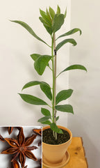 Star Anise (Illicium verum)