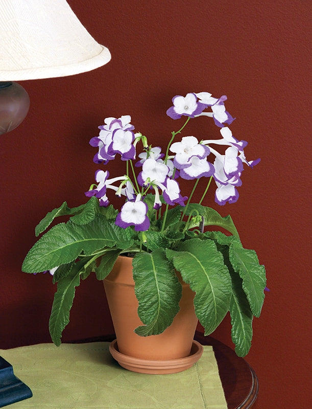 Cape Primrose ‘Roulette Azur’ (Streptocarpus hybrid)