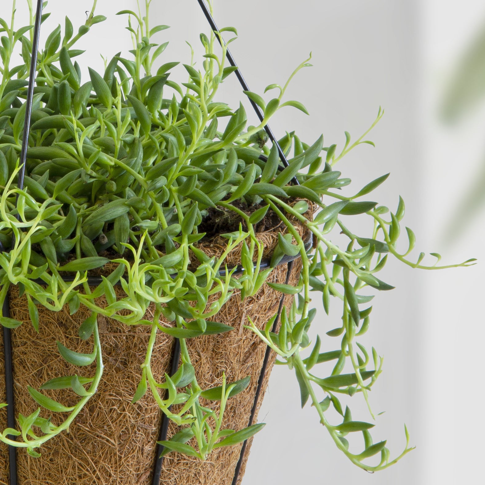 String of Bananas (Senecio radicans)