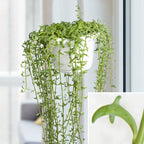 String of Dolphins Senecio (Senecio peregrinus)