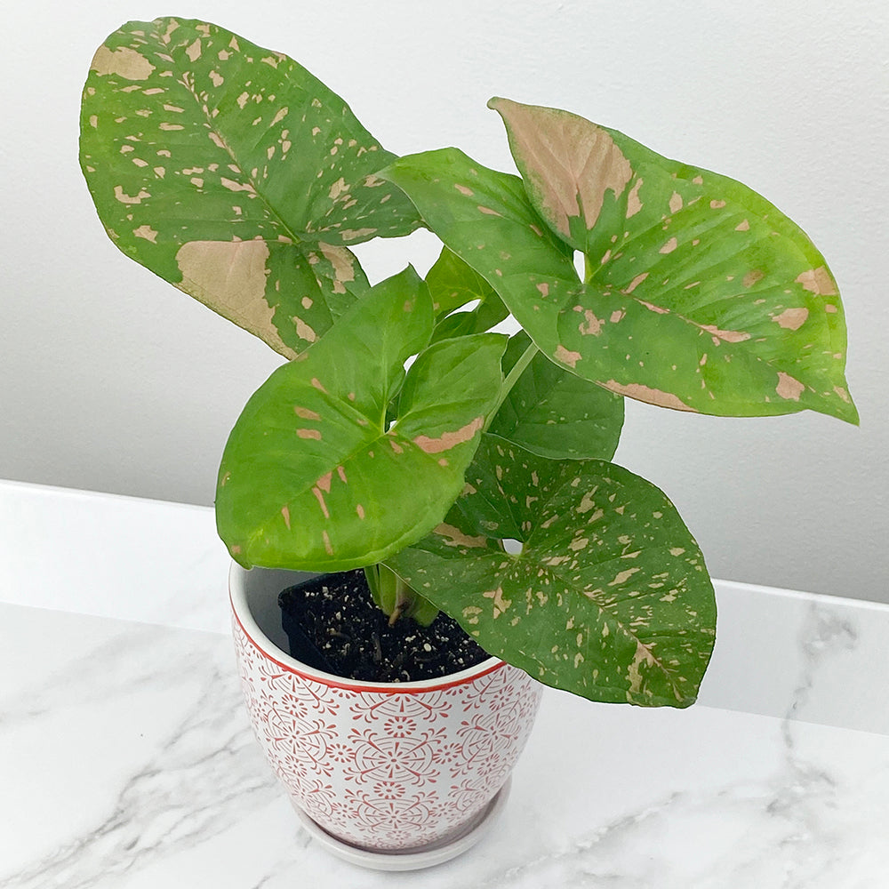 Syngonium ‘Pink Splash Allusion’ (Syngonium podophyllum hybrid)