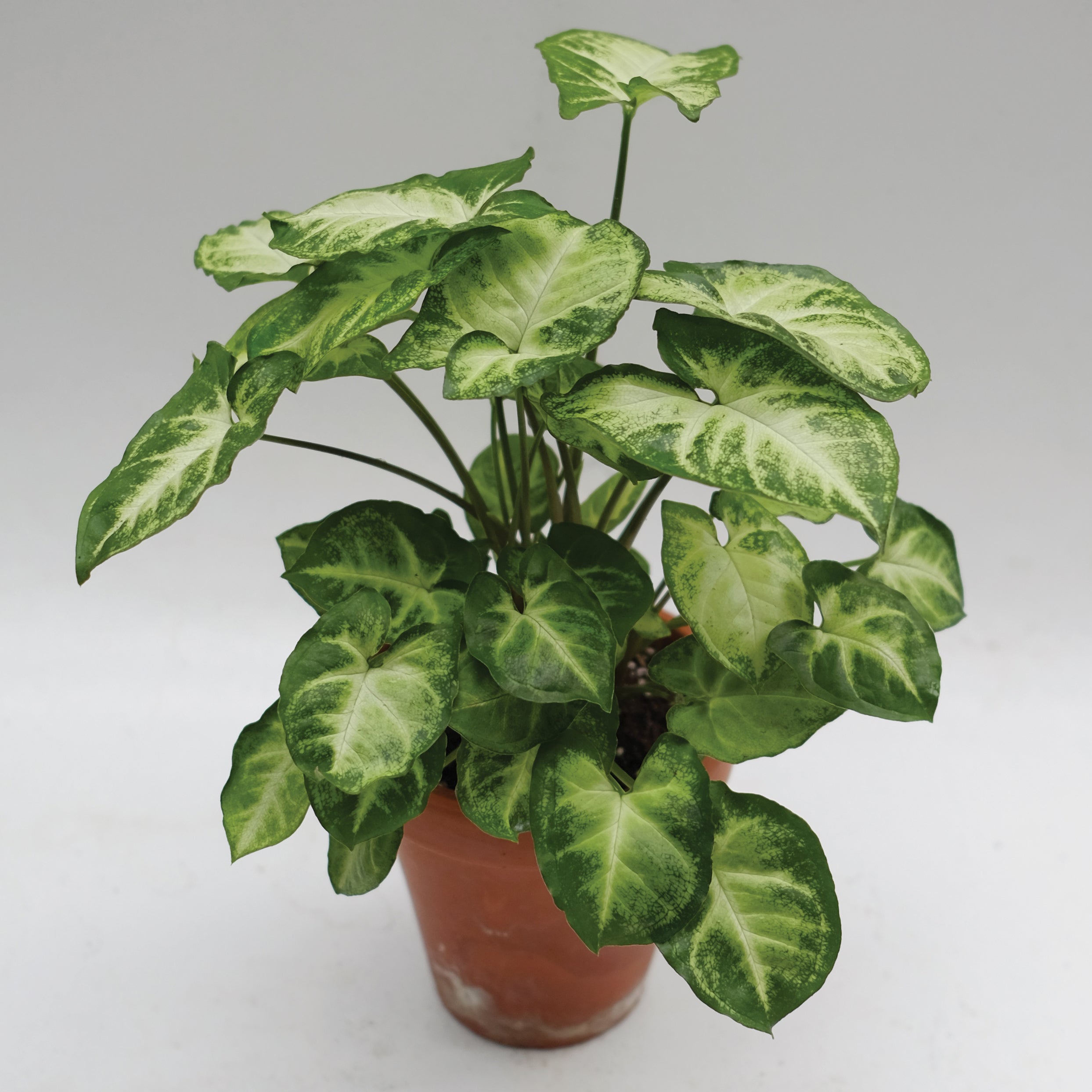 Syngonium ‘Pixie’ (Syngonium podophyllum)