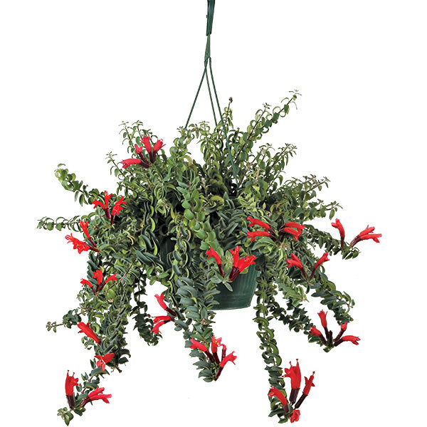Twisted Lipstick Plant (Aeschynanthus 'Rasta')