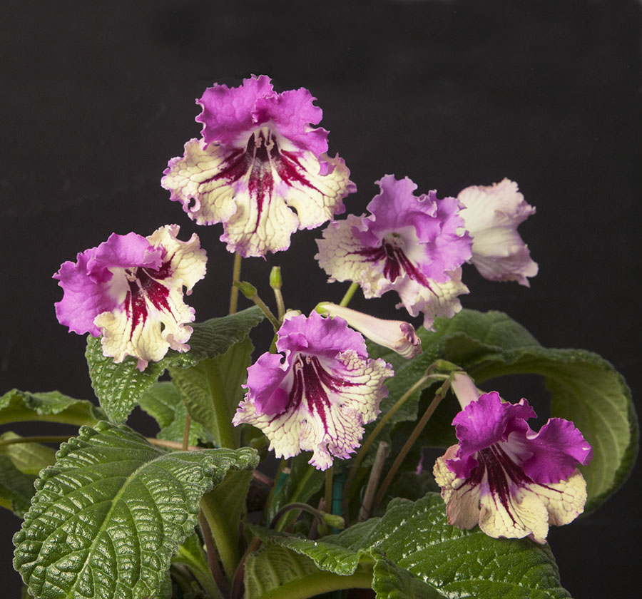 Cape Primrose ‘7001’ (Streptocarpus hybrid)