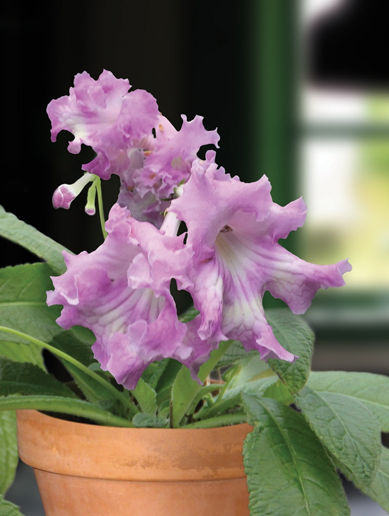 Cape Primrose ‘Irena’ (Streptocarpus hybrid)