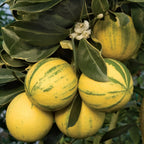 Tiger Navel Orange tree with variegated green and cream foliage and striped ripe oranges