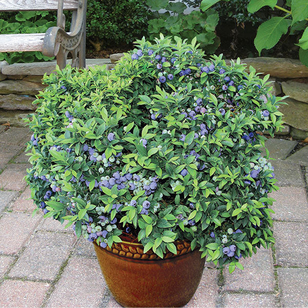 Blueberry ‘Top Hat’ plant for sale