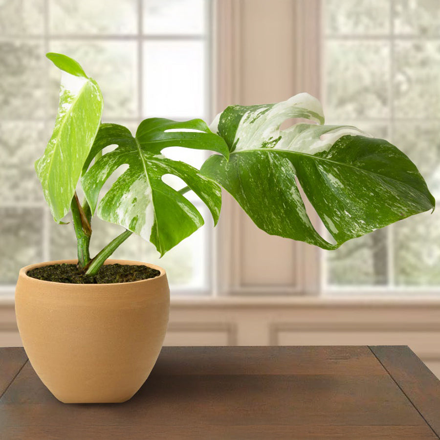 White Variegated Monstera (Monstera ‘Borsigiana albo variegata’)