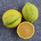 Variegated Pink Eureka Lemon Tree (Citrus x limon)
