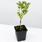 Variegated Calamondin Orange Tree (Citrus x citrofortunella mitis ‘Variegata’)