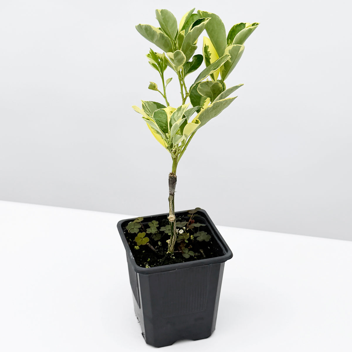 Variegated Calamondin Orange Tree (Citrus x citrofortunella mitis ‘Variegata’)