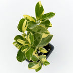 Variegated Calamondin Orange Tree (Citrus x citrofortunella mitis ‘Variegata’)