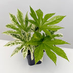 Variegated Japanese Aralia