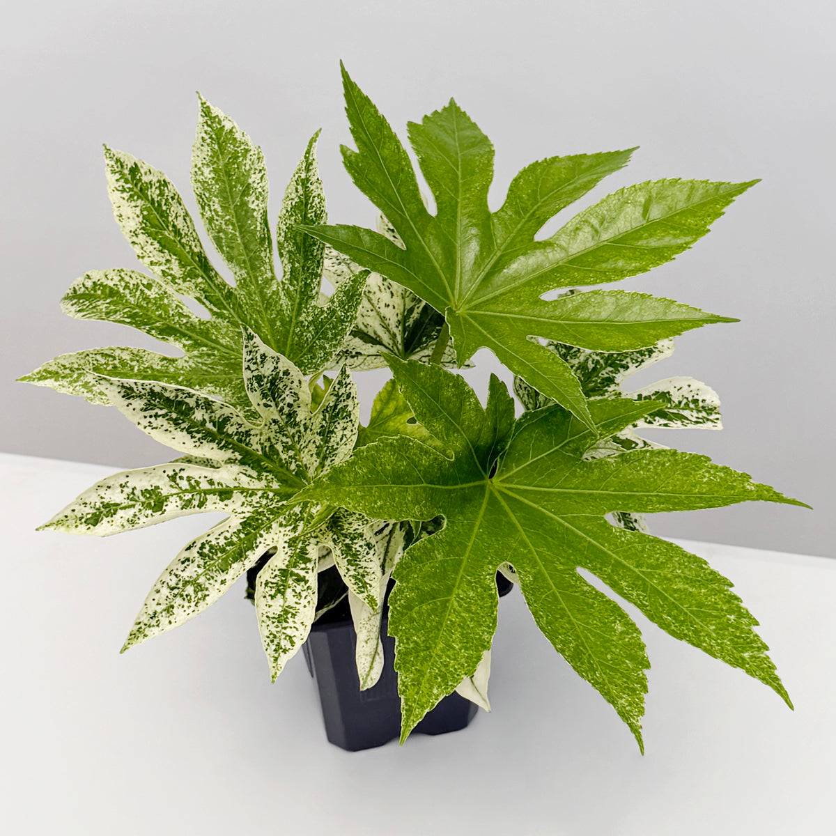 Variegated Japanese Aralia