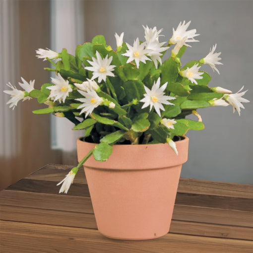 Easter Cactus Set 'Scorpius', ‘Colomba’ and ‘Sirius’ PP