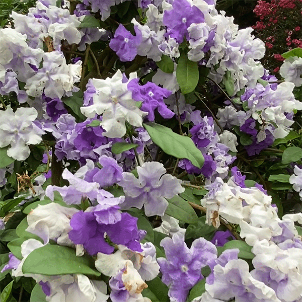 Yesterday, Today and Tomorrow (Brunfelsia australis)