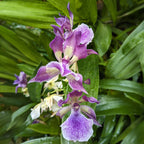 Zns. Murasakikomachi Orchid ‘Blue Hawaii’