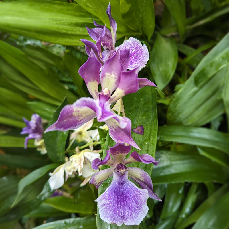 Zns. Murasakikomachi Orchid ‘Blue Hawaii’