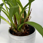 Zygopetalum Orchid Artur Elle ‘Tombstone’