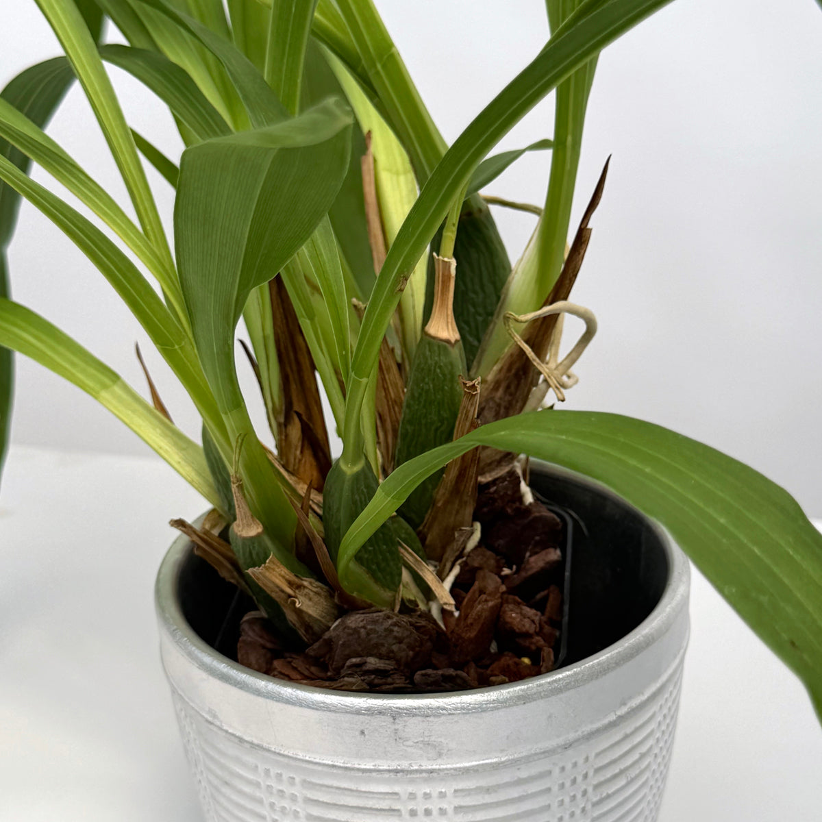 Zygopetalum Orchid Artur Elle ‘Tombstone’
