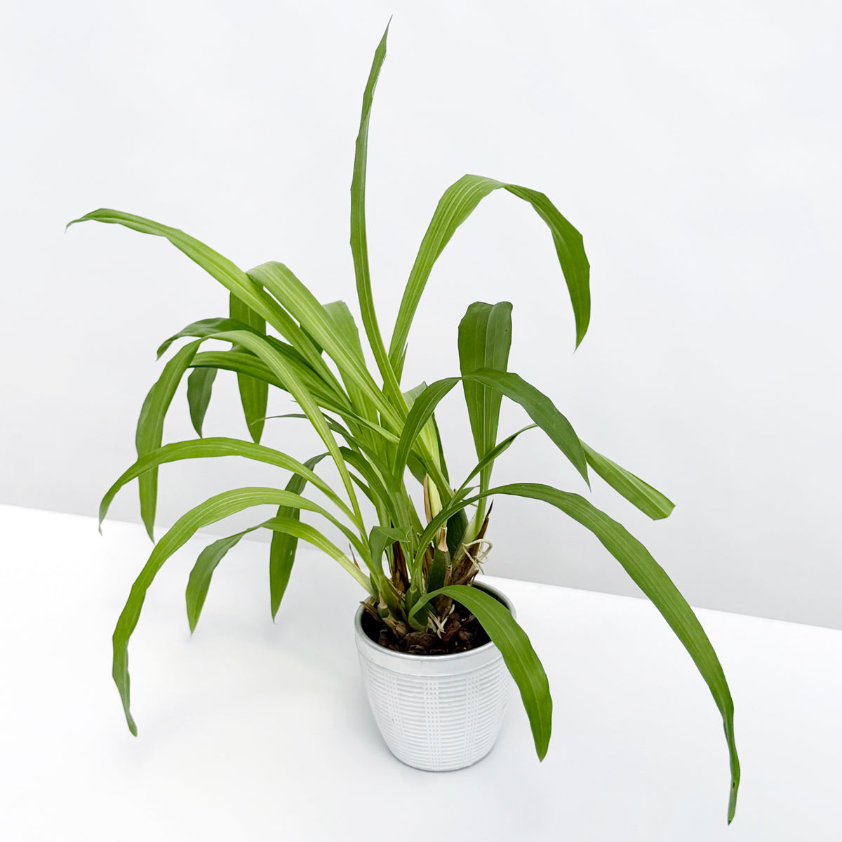 Zygopetalum Orchid Artur Elle ‘Tombstone’